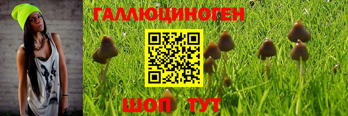 Галлюциногенные грибы Psilocybine cubensis  сколько стоит  Кызыл  Вход с VPN 